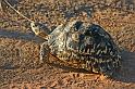 254 Okonjima, okonjima bush camp, luipaardschildpad